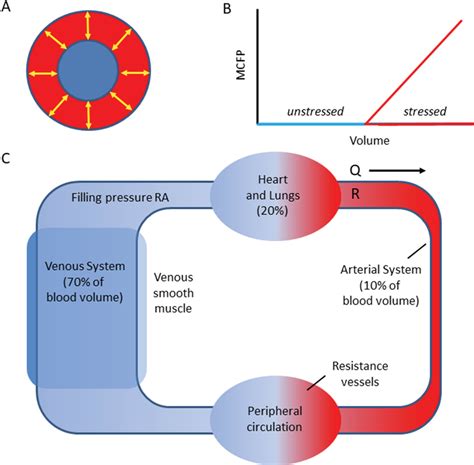 lv unstressed volume|stressed blood volume and venous tone.